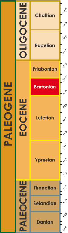 Bartonian timescale