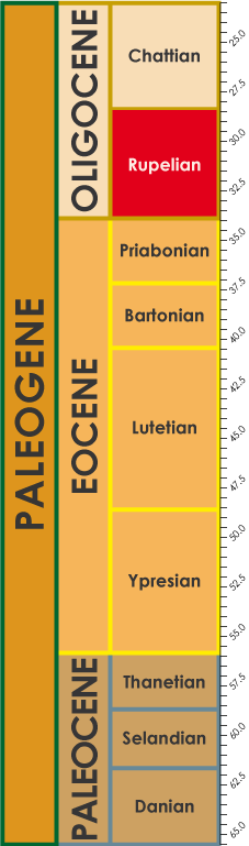 Rupelian_timescale